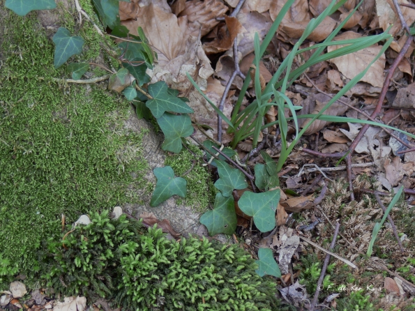 Bois des Moutiers (133) mars 2012